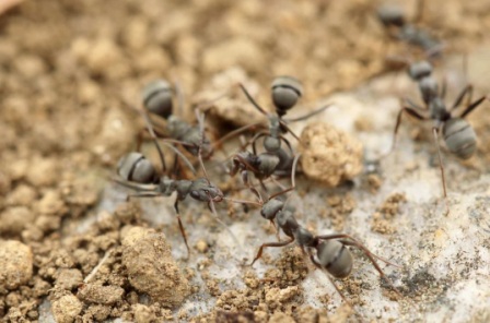 כיצד נתמודד עם 'מכת הנמלים' בבית